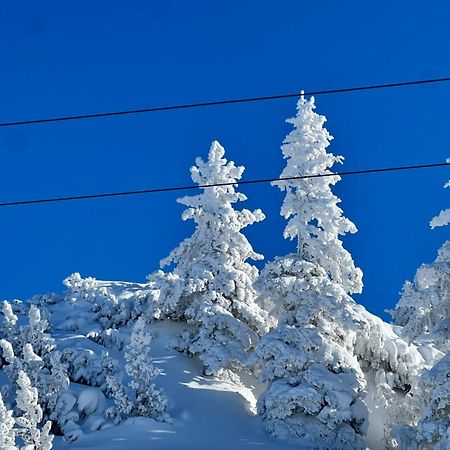 "Die Bergerin" | Appartements Schladming Eksteriør billede
